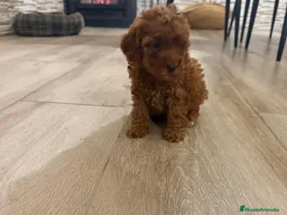 Caniche Enano perros Caniche rojo toy - Anuncio 1