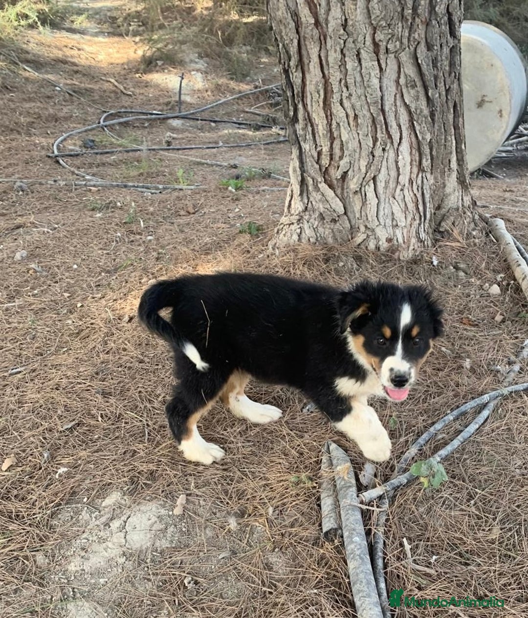 Pastor Australiano perros en venta: PASTOR AUSTRALIANO - Anuncio 3