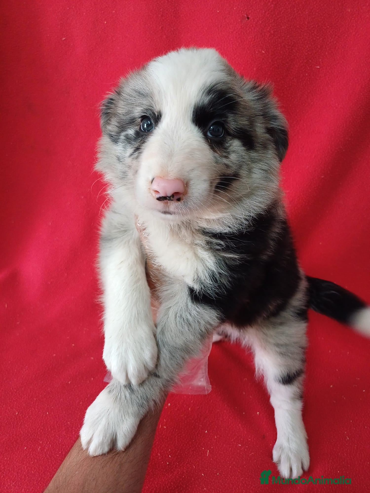 Border Collie perros Border Collie Merle  - Anuncio 27