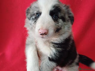 Border Collie perros Border Collie Merle - Anuncio 2