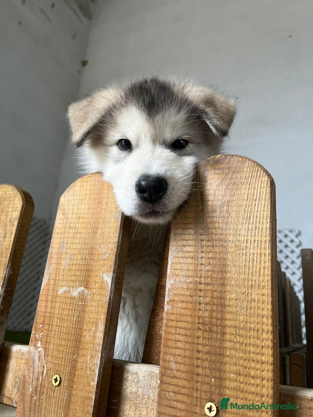 Alaskan Malamute perros en venta:  CACHORRO ALASKAN MALAMUTE - Anuncio 2