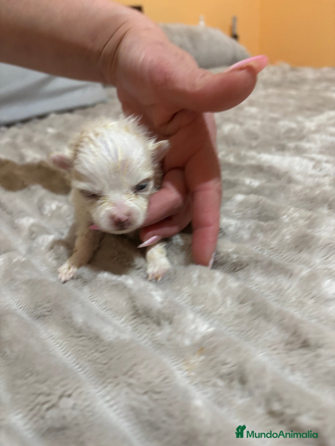 Pomerania perros en venta: Lulu Pomerania Toy party naranja hembra  - Anuncio 1