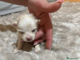 Pomerania perros Lulu Pomerania Toy party naranja hembra - Anuncio 6