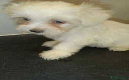 Bichón Maltés perros en venta: Macho bicho maltes  - Imagen 3