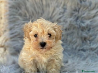 Maltipoo perros - Anuncio 38