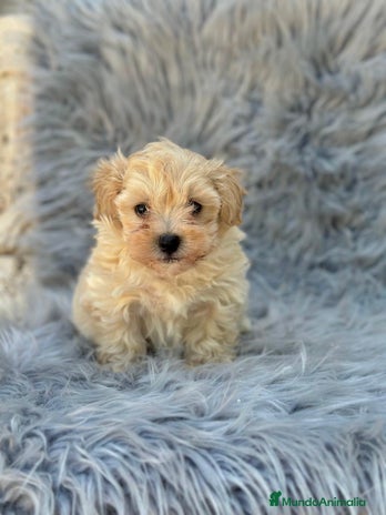 Maltipoo perros - Anuncio 19