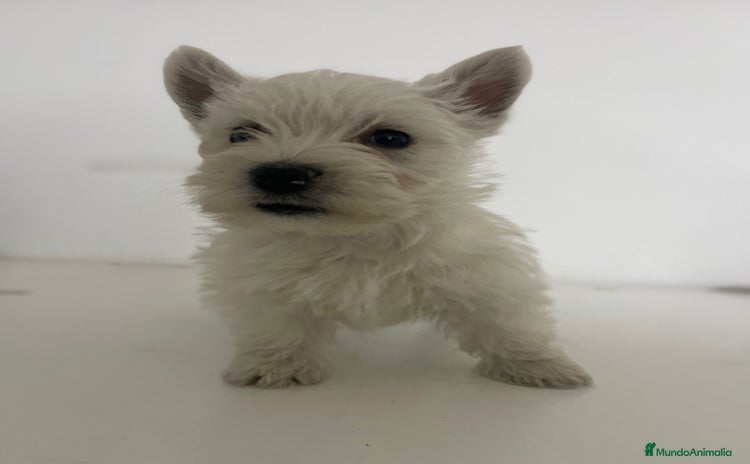 West Highland White Terrier perros en venta - Propaganda 5