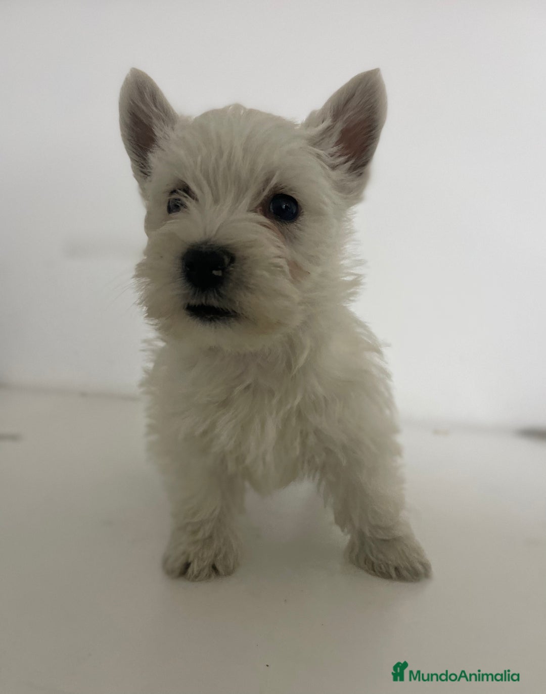 West Highland White Terrier perros en venta: WESTY - Imagen 1