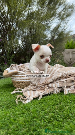 Chihuahua perros - Anuncio 16