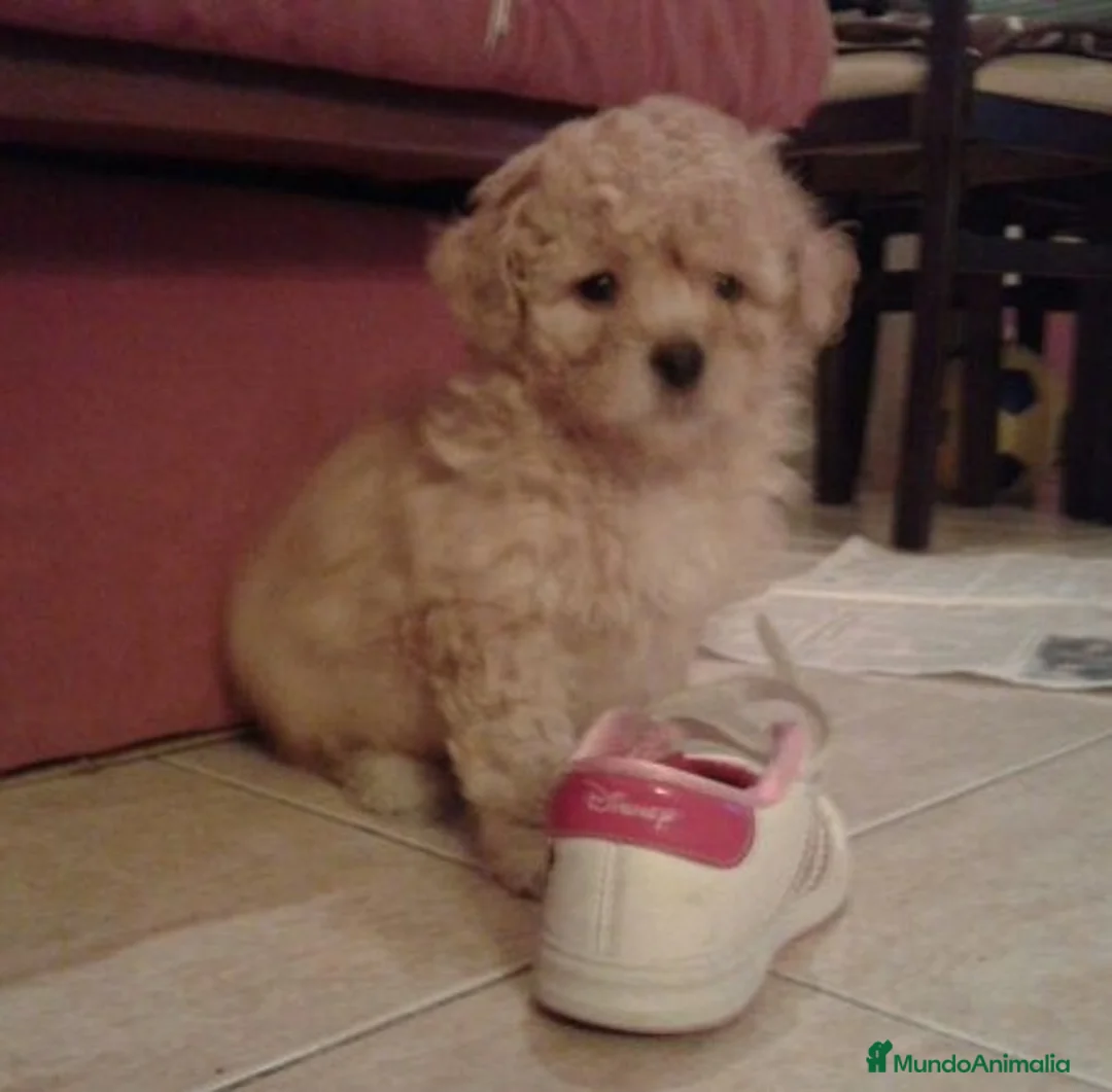 Caniche Toy perros en venta: Caniches pequeñitos preciosos en Barcelona - Anuncio 3