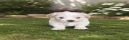 Maltipoo perros en venta: PRECIOSOS MALTIPOO MINI - Anuncio 2