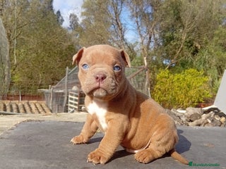 American Bully perros American bully pocket - Anuncio 1