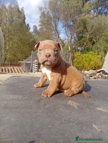 American Bully perros American bully pocket - Anuncio 1