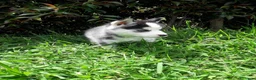 Husky Siberiano perros en venta: HUSKY BEBES  - Anuncio 2