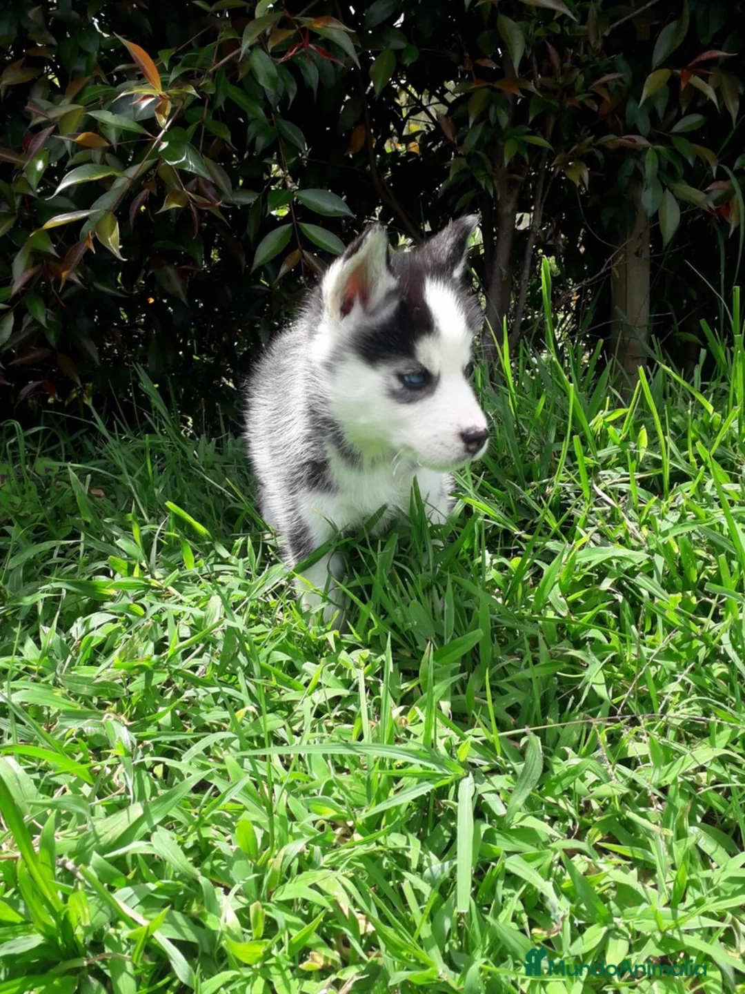Husky Siberiano perros en venta: HUSKY BEBES  - Anuncio 2