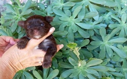 Yorkshire Terrier perros en venta: Cachorros Dark chocolate y Biro - Imagen 1