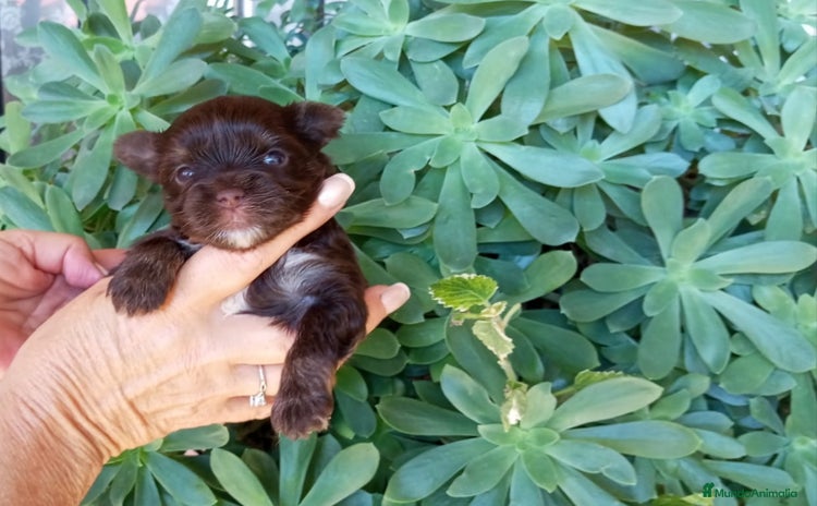Yorkshire Terrier perros - Anuncio 2