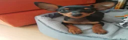 Pinscher Miniatura perros en venta: Pinscher miniatura negro fuego🐶🐾 - Anuncio 2