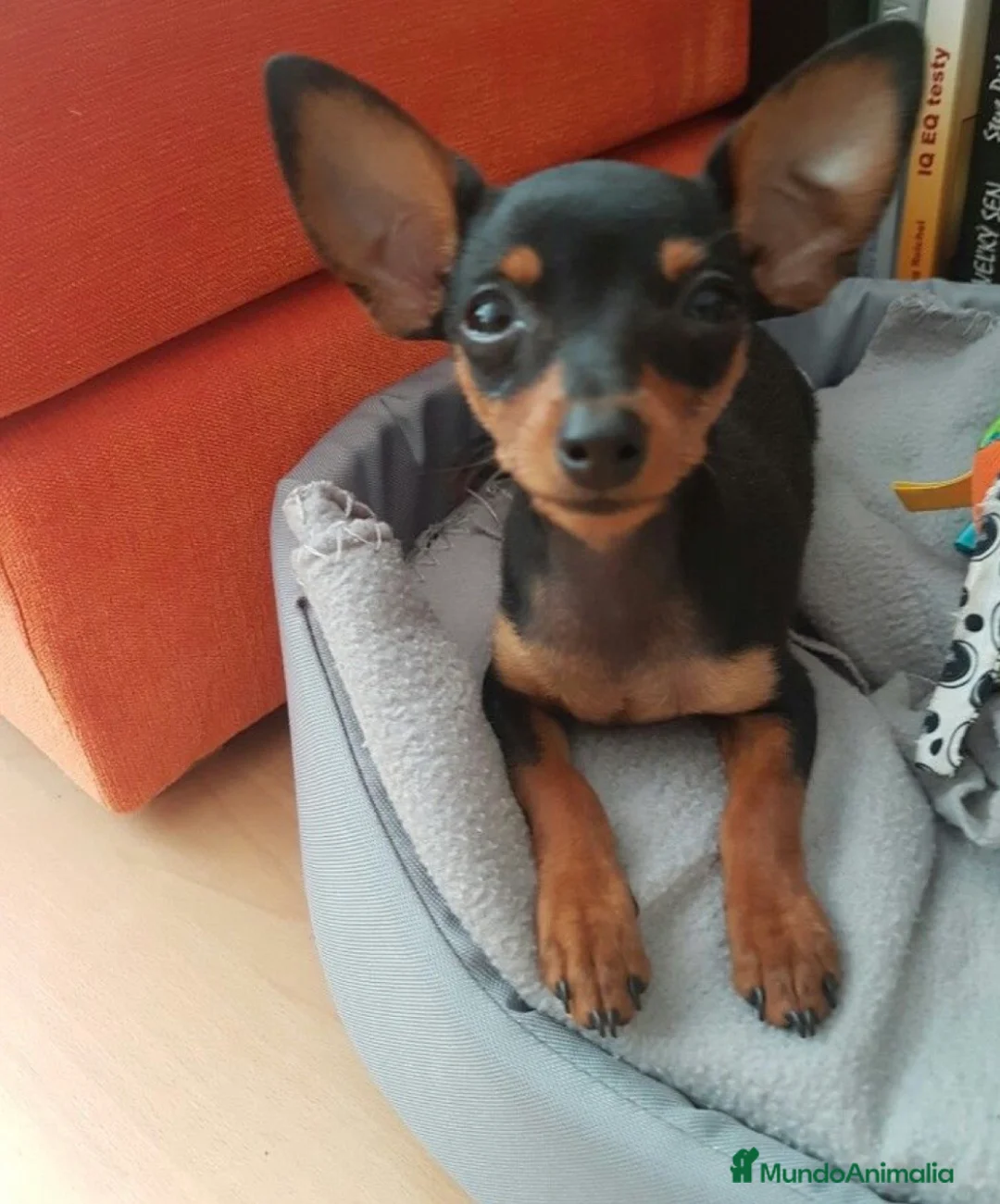 Pinscher Miniatura perros en venta: Pinscher miniatura negro fuego🐶🐾 - Anuncio 2