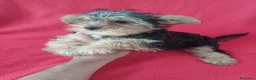 Yorkshire Terrier perros en venta: Yorkshire Terrier Standar  - Anuncio 1