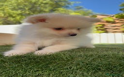 Pomerania perros en venta: POMERANIA MACHO - Imagen 20