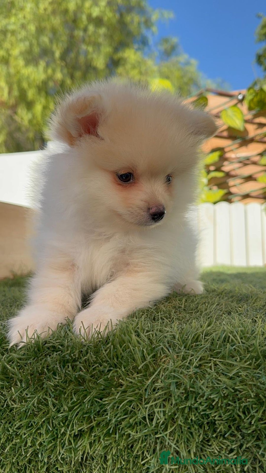 Pomerania perros en venta: POMERANIA MACHO - Imagen 20