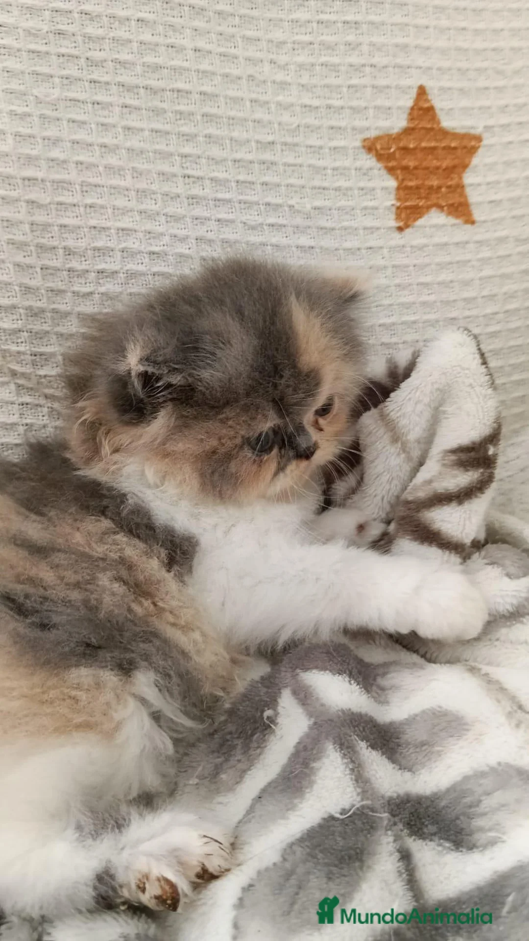 Persa gatos en venta: PERSA  - Anuncio 3