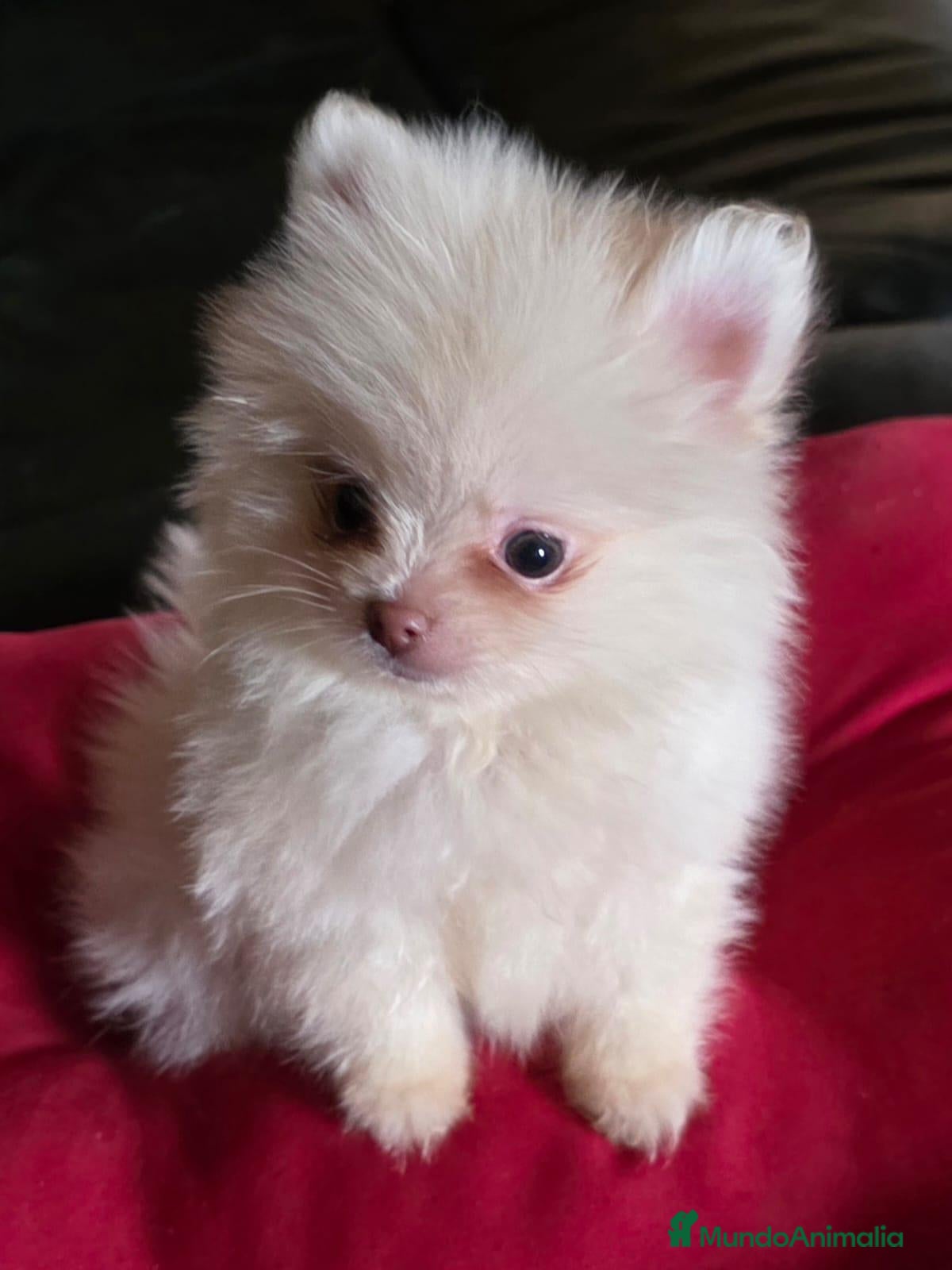 Pomerania perros Cachorritos de Pomerania  - Anuncio 2
