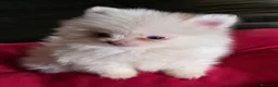 Pomerania perros en venta: Cachorritos de Pomerania  - Anuncio 1