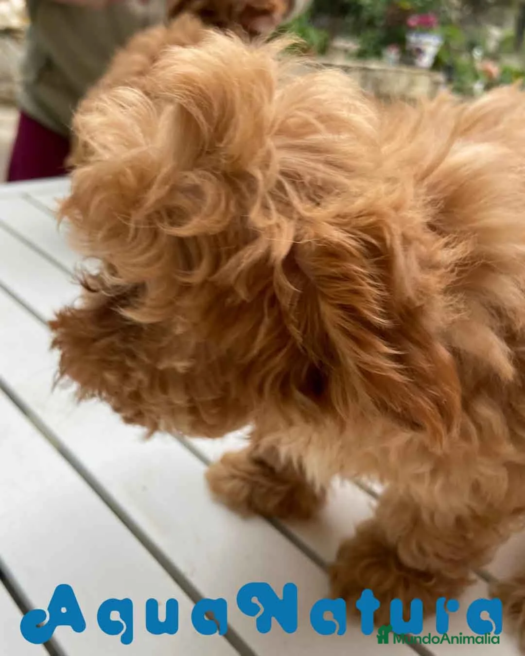 Havapoo perros en venta:  Havapoo Hembra de Hada y Can 1902 AQUANATURA - Anuncio 2