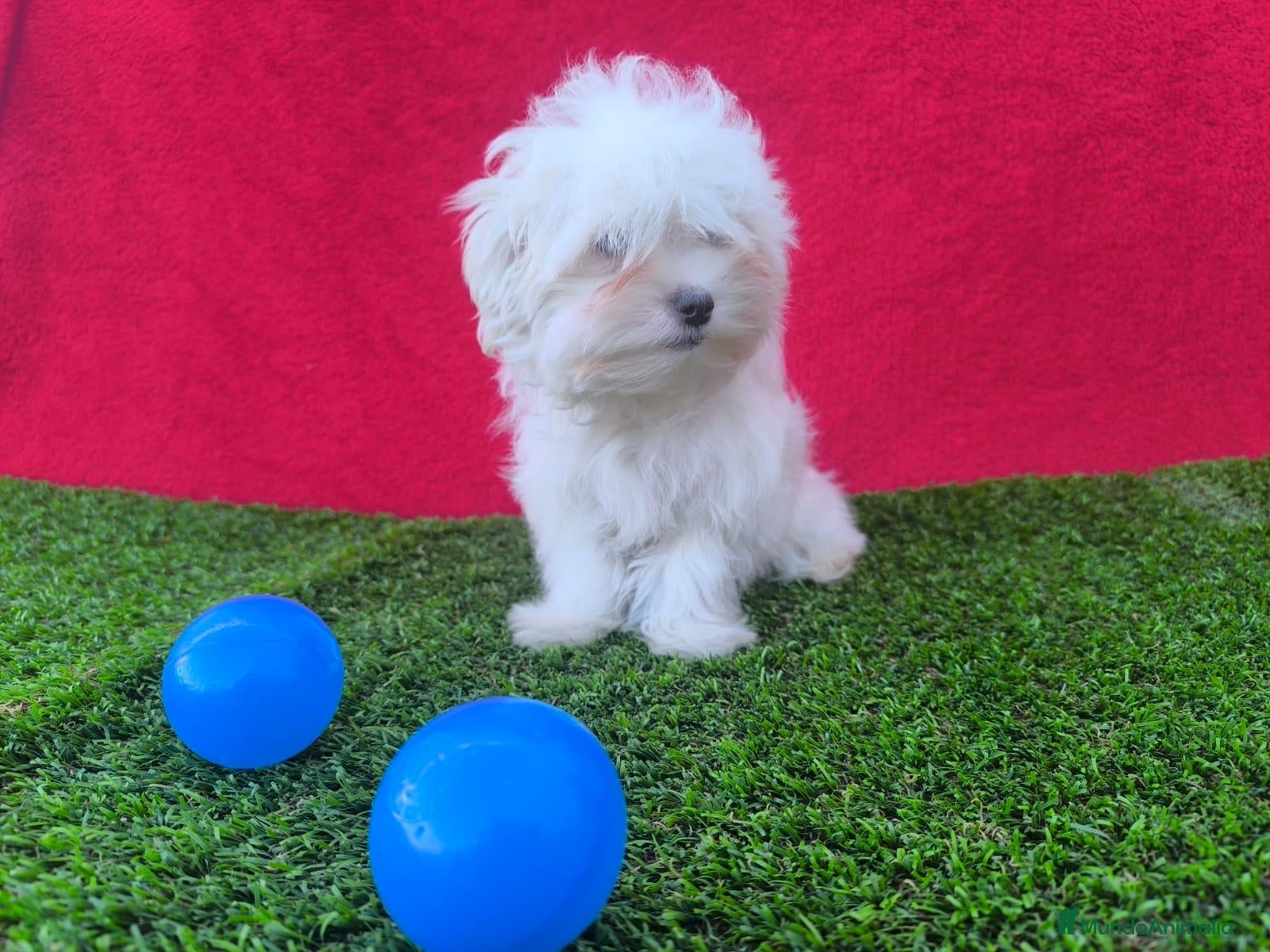 Bichón Maltés perros Bichón maltés  - Anuncio 1