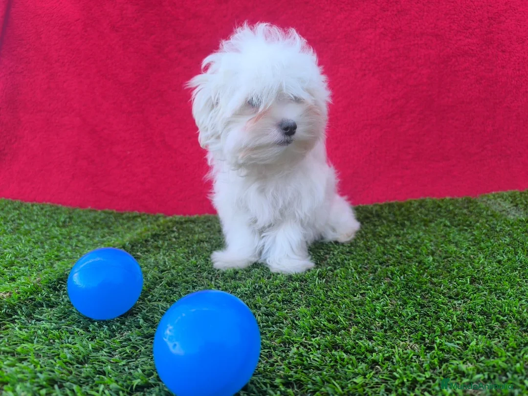 Bichón Maltés perros en venta: Bichón maltés  - Anuncio 1