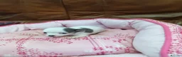 Chihuahua perros en venta: CHIHUAHUA TOY - Anuncio 7