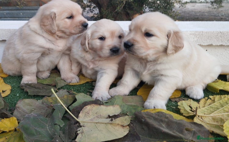Golden Retriever perros - Anuncio 2