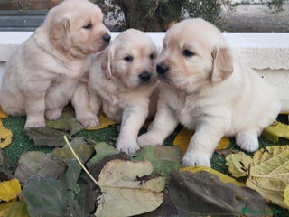 Golden Retriever perros - Anuncio 3