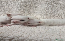Chihuahua perros en venta: Chihuahua Blancos - Imagen 3