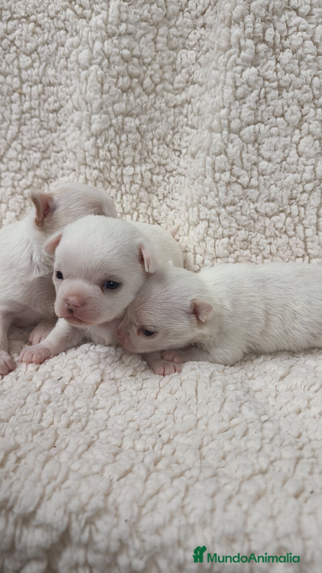 Chihuahua perros en venta: Chihuahua Blancos - Imagen 3