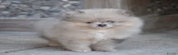 Pomerania perros en venta: Pomerania fawn merle ojos azules  - Anuncio 2