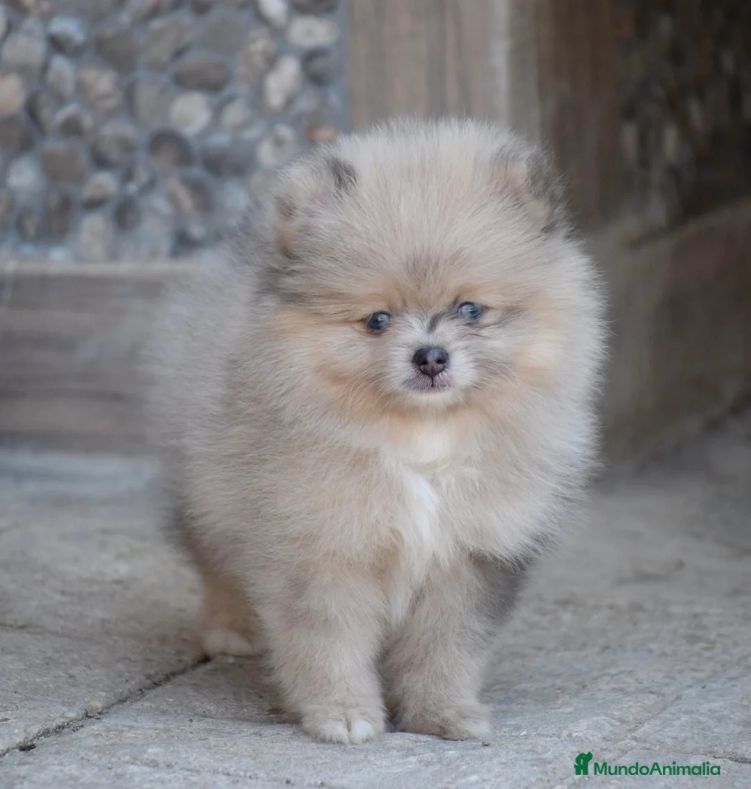 Pomerania perros en venta: Pomerania fawn merle ojos azules  - Anuncio 2