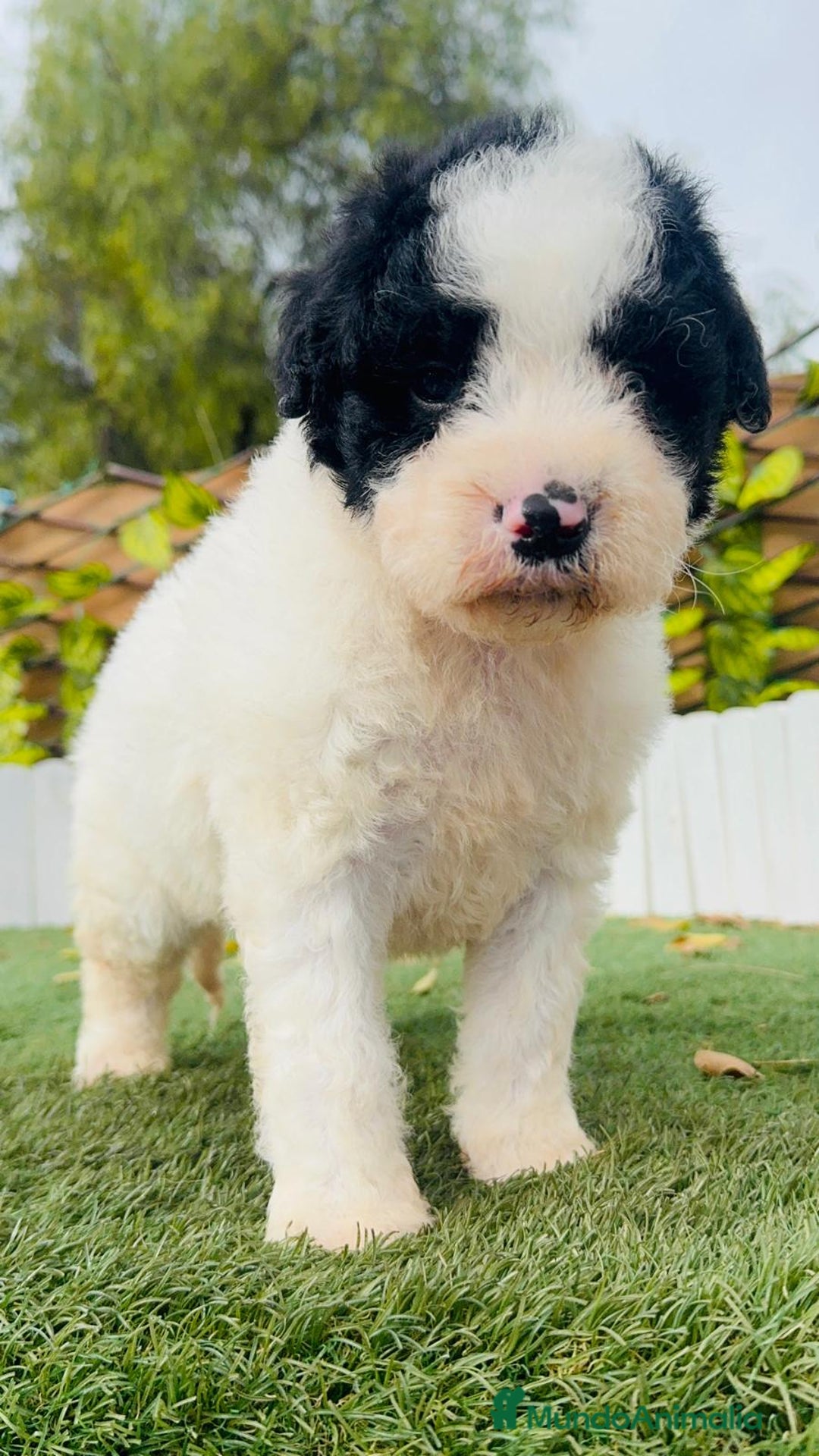 Perro de Agua Español perros en venta: PERRO DE AGUA ESPAÑOL - Anuncio 11