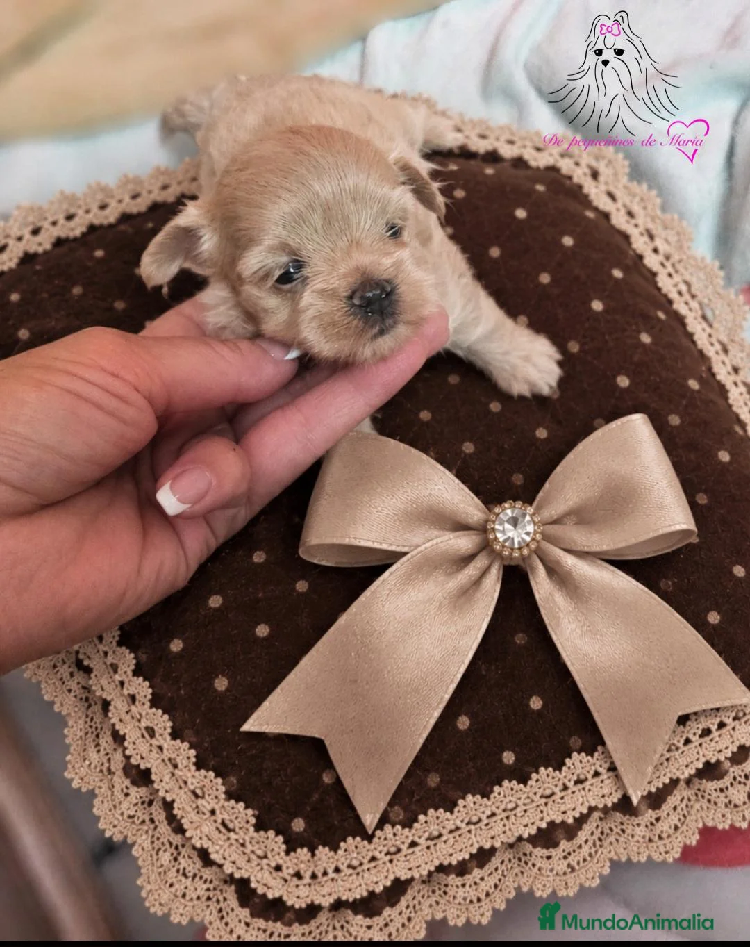 Maltipoo perros en venta: MALTIPOO MINIATURA ASIÁTICO  - Anuncio 4