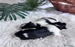 Yorkshire Terrier perros en venta: YORKSHIRE BIEWER - Anuncio 4