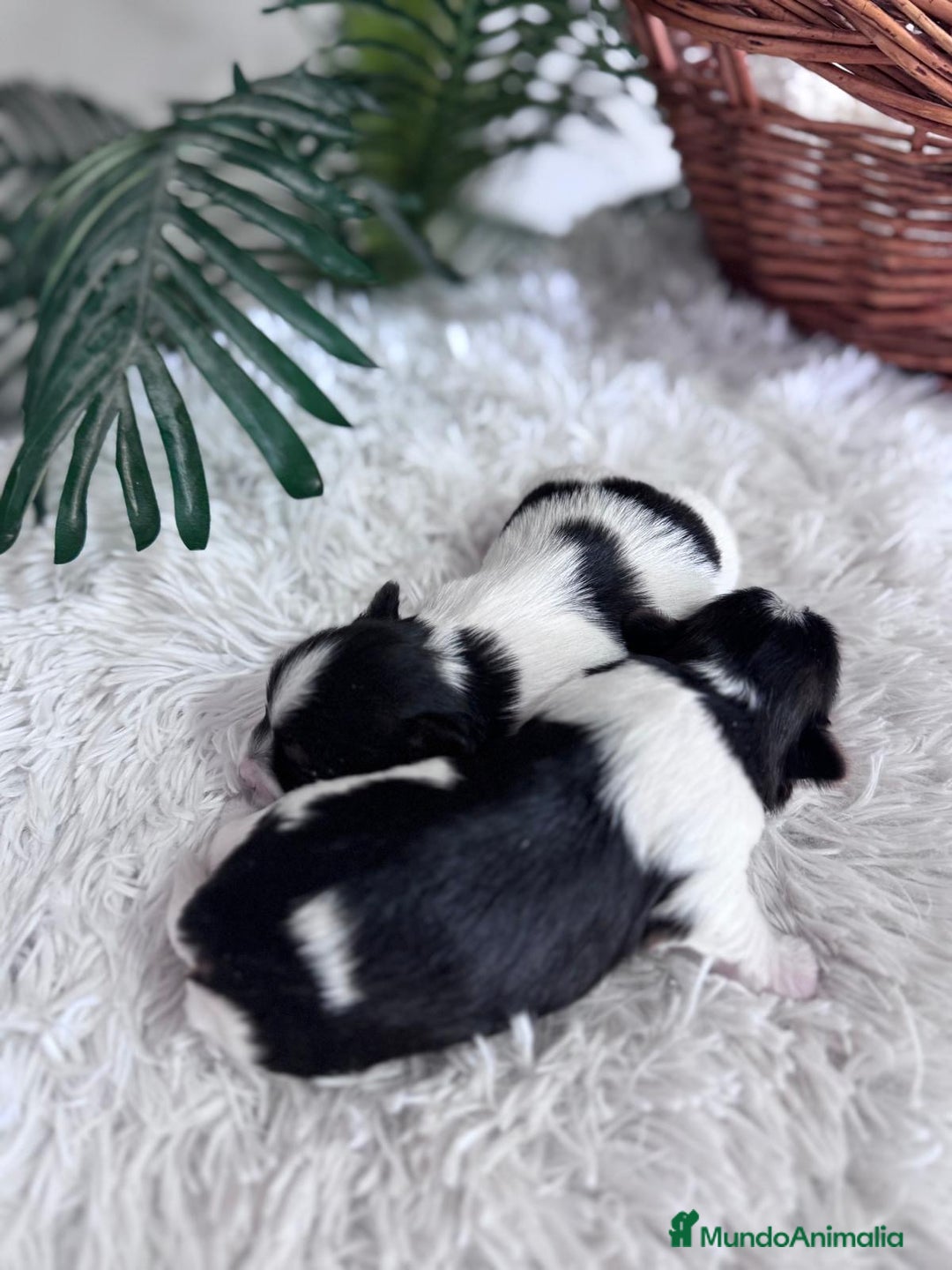 Yorkshire Terrier perros en venta: YORKSHIRE BIEWER - Anuncio 4