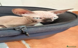 Sphynx gatos en venta: Precioso machito ojos claros  - Imagen 6
