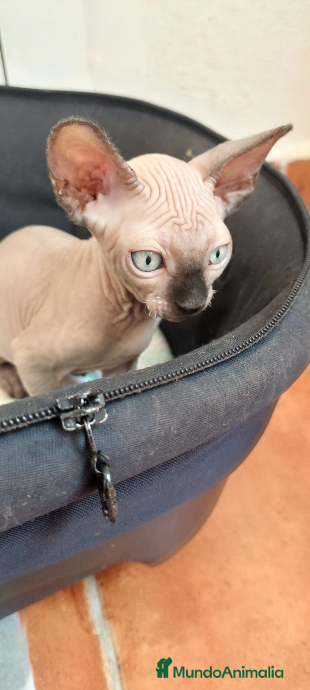Sphynx gatos en venta: Precioso machito ojos claros  - Imagen 6