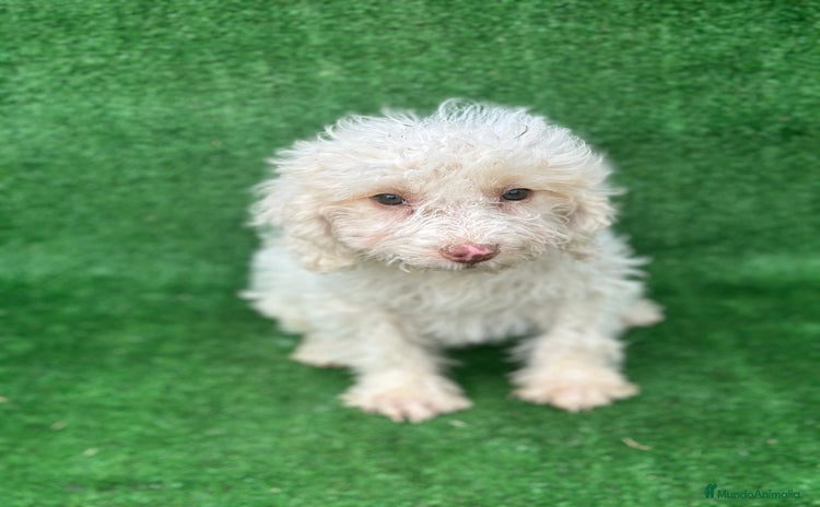 Perro de Agua Español perros - Anuncio 13