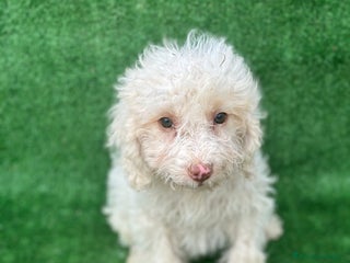 Perro de Agua Español perros - Anuncio 10