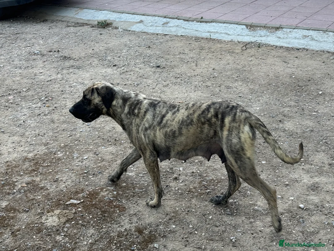 Presa Canario perros en venta: Camada de presa dogo canario  - Anuncio 3