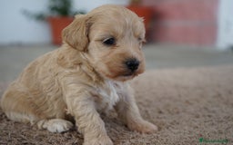 Maltipoo perros en venta: 🌸Tres pequeñas Maltipoo · Red Suco, Flora y Grey✨ - Imagen 7