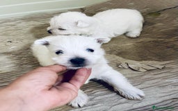 West Highland White Terrier perros en venta: WEST HISTLAND TERRIER - Imagen 7